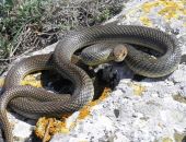 � ����� ���������� ����