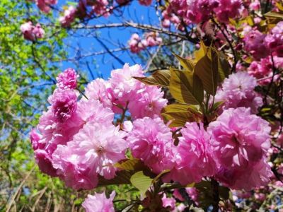 � ������������ ���� ��������� ������������ � ����������� ������� ������