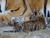 � ����� "������" ������� ������� ������������� �������