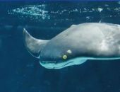 � ����� ������� ����������� ����