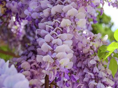 � ���� ��������� ������� ���������