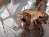 � ����� "������" �������� ������ �����