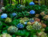 � ����������� ������� ��� ���������