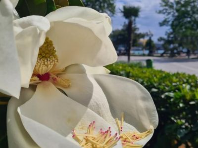 � ���� �������� �������� ��������
