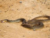 � ������� ������� ���� �������� ��������� � �������� �������