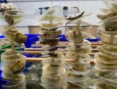 В Крыму смогут выращивать до сотни тысяч гигантских устриц 