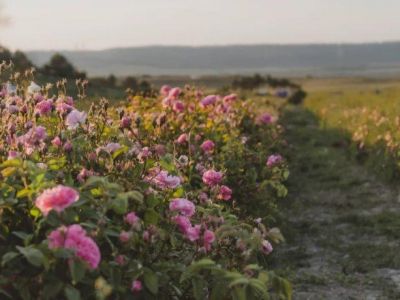 � ����� ������� ����� ������� �����