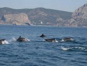 �� �������� ������� ���������� ���� ���������