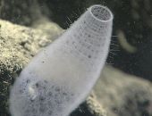 � ����� ������ ������� ��������, ��������� ������� �� 15 ����� ���