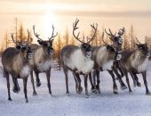 ����� ��������������� �������� �������� ������ �� ������