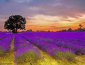 � ����� ����� ������� ���������� ����