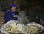 В Крыму началась сезонная стрижка овец