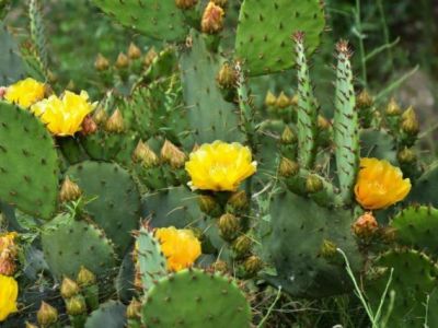 � ����� ������ ������ �������