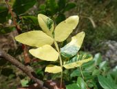 �������� ������ ���������� ����� ���� �������������� ������