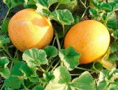 ���������� ���� � ����� ��������� ������ � ���� �������