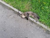 ��������, ���������: � ��������� ������ ����� ���������� ����� ��������