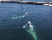 ����������� � ������� ������ ����������� �� ��������� � ���������� ��������