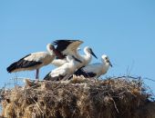 � ����� ������� ���� ������ �����