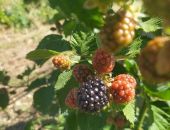 �� 2 ������ � ����� ������� ��� ����� 26 ���� �������