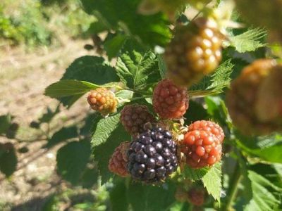 �� 2 ������ � ����� ������� ��� ����� 26 ���� �������