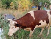 � ����������� ������ ���������� ������ �������  