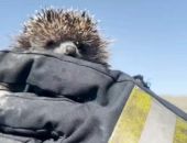 В Коктебеле во время пожара спасли ёжика