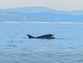 � ����� ���������� ����������� ��������, �������� ����