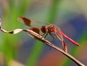 � ����� ������� ��������� ������ "������������" ��������