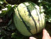 � ����� ������� ������ 700 ���� �������