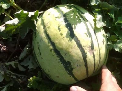 � ����� ������� ������ 700 ���� �������