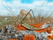 �����������: �����, ������� �������