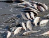 � ����� ���� �� ������ ������� ����������