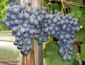 � ����� ��������������� ����������� ���� ���������