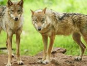 ����� ������ � ����� ��������� ����� � ��� ����