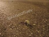 В Севастополе на проспект упали части сбитой ракеты и суббоеприпасы