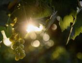 � ����������� �������� "������ ������"