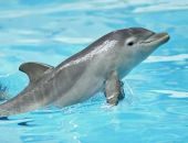 � ����� ������ �����������, ����������� �� ������