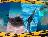 Будьте бдительны: 8 опасных животных Черного моря