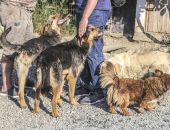 Почему в Крыму не уменьшается количество бездомных животных