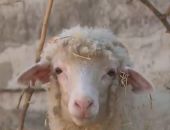 ������ ����� ������ ����� ������ ����