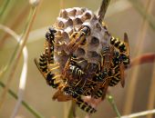 ��� � �����: ��� ����� �����!