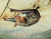 � ������������� ���� ������� �����