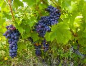 � ����� ����� ������ ������ ����� �������� ������� �������������