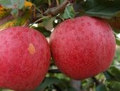 � ����� ����� ���������� ������ ����� ���� ����