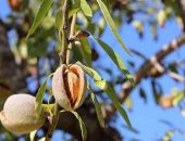 � ����� ������� ���� �������