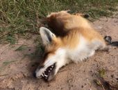 ��� ������� ��������� ������� ����, ����������� ���������