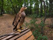 � ���� ���������� ������ � �����������-����������