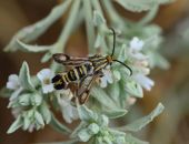 ���������� ���������, �������� � ����� ���� ��� �����, ���������� ������ � � ������