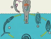 ������ �� ����������� ���� ����� ��������� � ���� ������� ���������