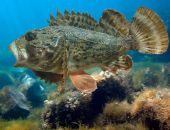 � ����� �������� ��������� �� �������� ������� ���� � ������ � ��������